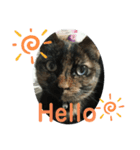 サビ猫の茶々さま（個別スタンプ：7）