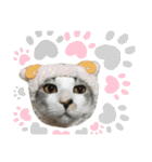 ねこのギンとトラ（個別スタンプ：1）