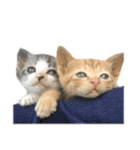 ねこのギンとトラ（個別スタンプ：2）