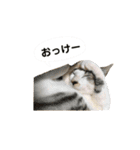 ねこのギンとトラ（個別スタンプ：4）
