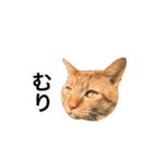 ねこのギンとトラ（個別スタンプ：5）