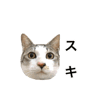 ねこのギンとトラ（個別スタンプ：8）