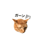ねこのギンとトラ（個別スタンプ：9）