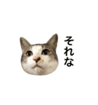 ねこのギンとトラ（個別スタンプ：10）