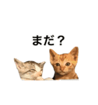 ねこのギンとトラ（個別スタンプ：11）