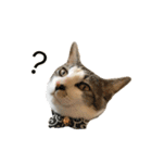 ねこのギンとトラ（個別スタンプ：12）