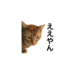 ねこのギンとトラ（個別スタンプ：13）