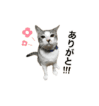 ねこのギンとトラ（個別スタンプ：14）