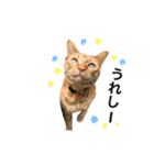 ねこのギンとトラ（個別スタンプ：15）