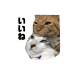 ねこのギンとトラ（個別スタンプ：16）