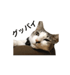 ねこのギンとトラ（個別スタンプ：17）
