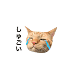 ねこのギンとトラ（個別スタンプ：18）