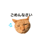 ねこのギンとトラ（個別スタンプ：21）