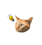 ねこのギンとトラ（個別スタンプ：23）