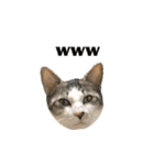 ねこのギンとトラ（個別スタンプ：24）