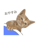 ねこのギンとトラ（個別スタンプ：25）