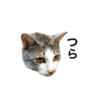 ねこのギンとトラ（個別スタンプ：26）