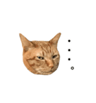 ねこのギンとトラ（個別スタンプ：27）