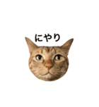 ねこのギンとトラ（個別スタンプ：30）