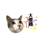 ねこのギンとトラ（個別スタンプ：31）