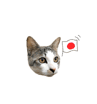 ねこのギンとトラ（個別スタンプ：32）