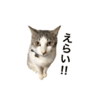 ねこのギンとトラ（個別スタンプ：34）