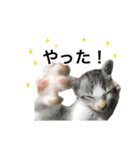 ねこのギンとトラ（個別スタンプ：35）
