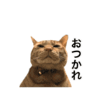 ねこのギンとトラ（個別スタンプ：38）