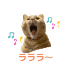 ヒロスタンプ(たまにいち)（個別スタンプ：1）