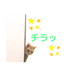 ヒロスタンプ(たまにいち)（個別スタンプ：2）