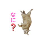 ヒロスタンプ(たまにいち)（個別スタンプ：3）