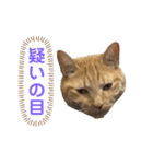 ヒロスタンプ(たまにいち)（個別スタンプ：5）