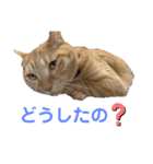 ヒロスタンプ(たまにいち)（個別スタンプ：6）