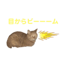ヒロスタンプ(たまにいち)（個別スタンプ：7）