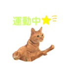 ヒロスタンプ(たまにいち)（個別スタンプ：10）