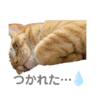 ヒロスタンプ(たまにいち)（個別スタンプ：13）