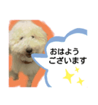 日常ワンちゃん(キキ)（個別スタンプ：1）