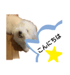 日常ワンちゃん(キキ)（個別スタンプ：2）