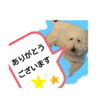 日常ワンちゃん(キキ)（個別スタンプ：4）
