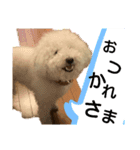 日常ワンちゃん(キキ)（個別スタンプ：6）