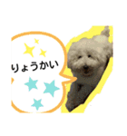 日常ワンちゃん(キキ)（個別スタンプ：8）