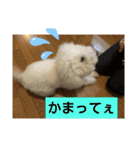 日常ワンちゃん(キキ)（個別スタンプ：10）