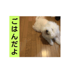 日常ワンちゃん(キキ)（個別スタンプ：11）
