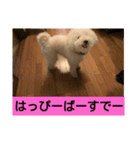 日常ワンちゃん(キキ)（個別スタンプ：12）