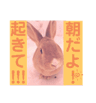 うさぎのハル♡2（個別スタンプ：1）