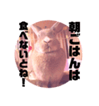 うさぎのハル♡2（個別スタンプ：3）