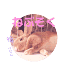 うさぎのハル♡2（個別スタンプ：6）