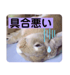 うさぎのハル♡2（個別スタンプ：7）