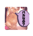 うさぎのハル♡2（個別スタンプ：14）