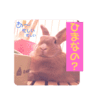 うさぎのハル♡2（個別スタンプ：15）